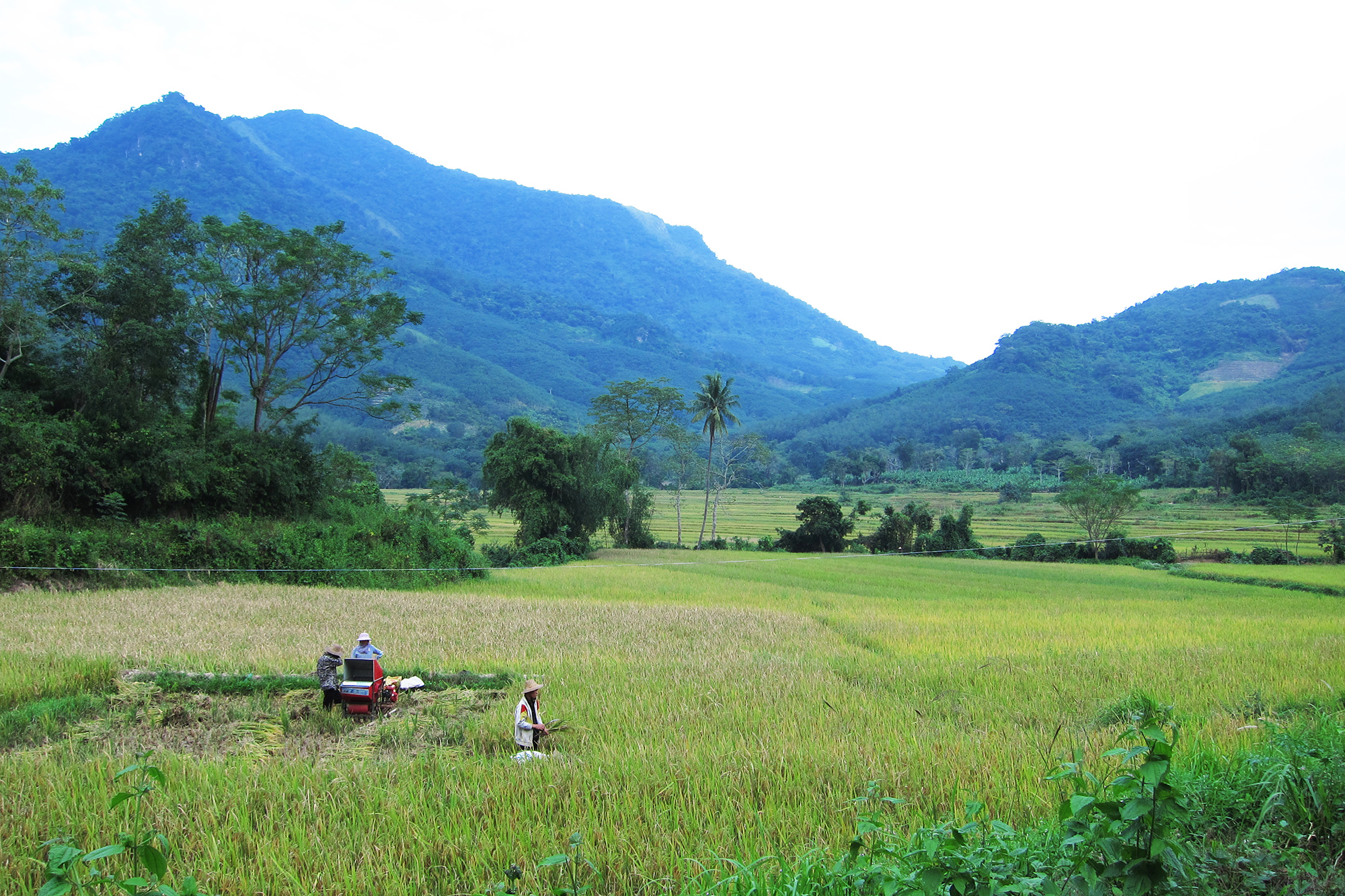 IMG 8116 Rice harvesting in Z village